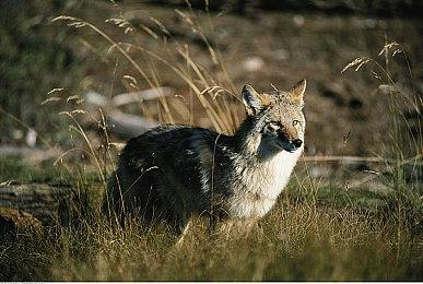 不需要会员 《堡垒之夜》成Xbox云游戏首个免费游戏